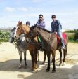Horse Riding  Malta  Holiday Guide Hotels